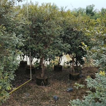嘉宝果树苗