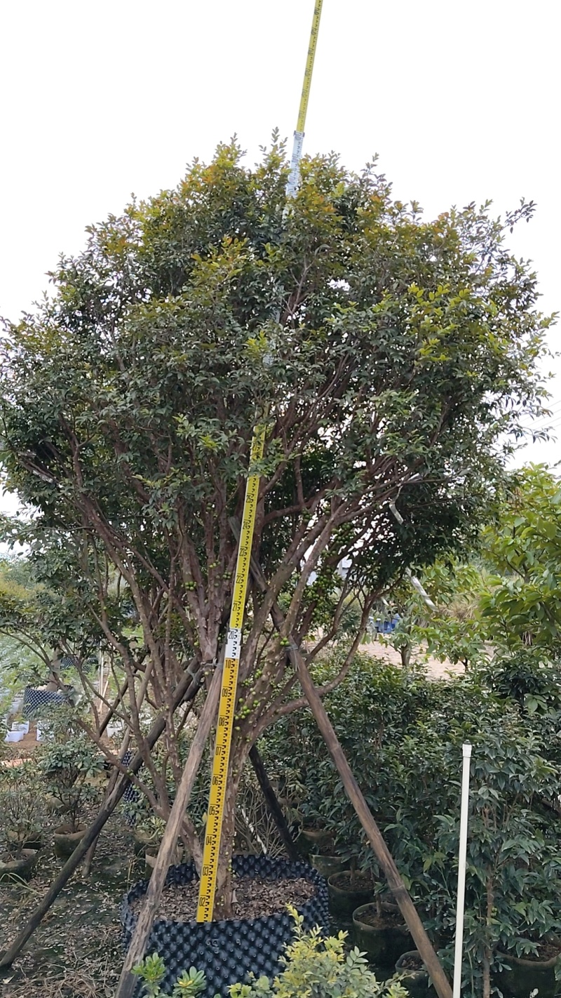 嘉宝果树