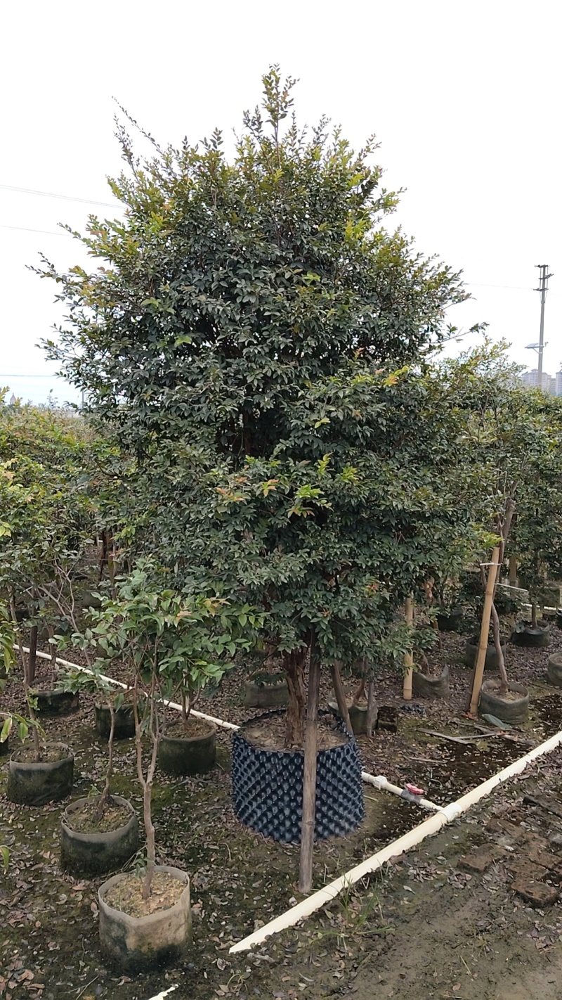 嘉宝果树
