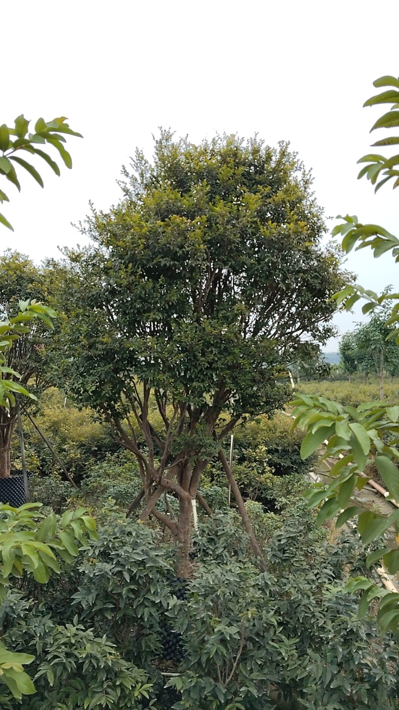 嘉宝果树