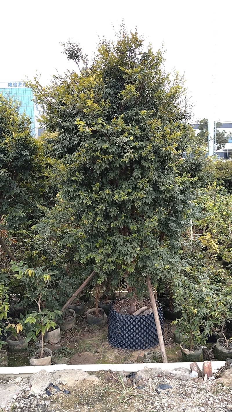 嘉宝果树