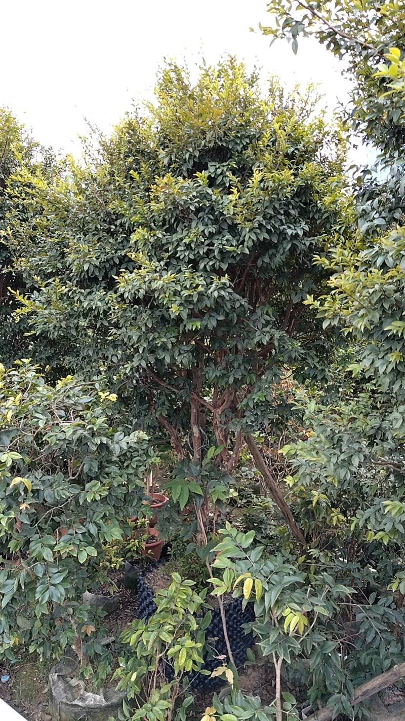 嘉宝果树