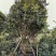 嘉宝果树