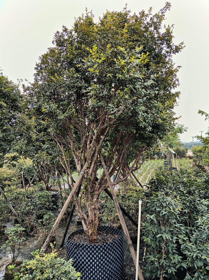 嘉宝果树