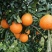 套袋爱媛果冻橙38号，皮薄肉厚汁多果肉丝滑细腻，糖分12