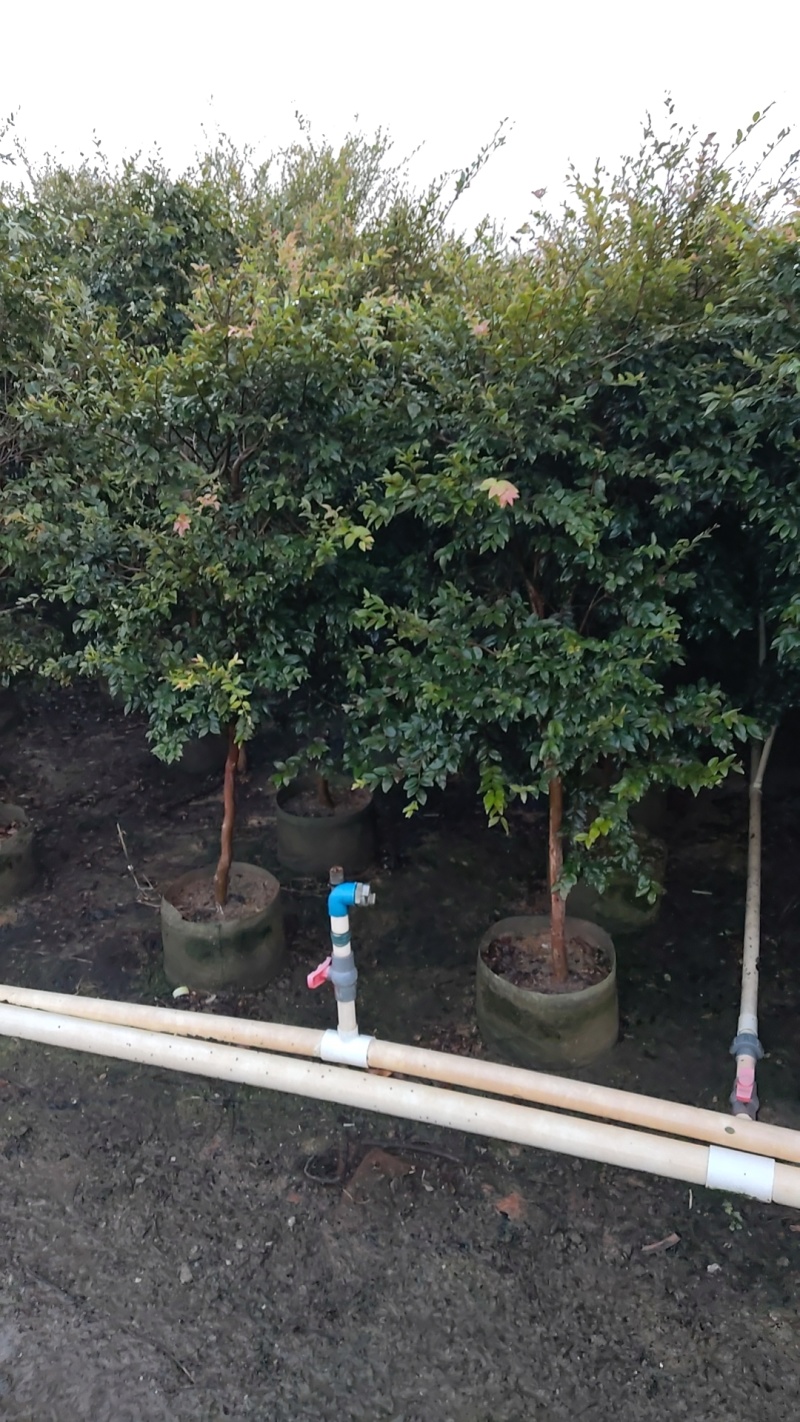嘉宝果小树苗