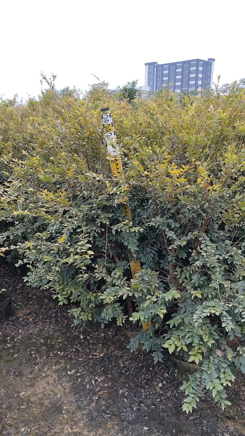 嘉宝果小树苗