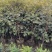 嘉宝果小树苗