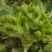 小心，大心儿菜，无红头，无冒苔，无根腐