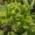 小心，大心儿菜，无红头，无冒苔，无根腐
