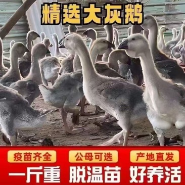 脱温1斤特大种灰鹅苗60天挂脖子满(1000送50)