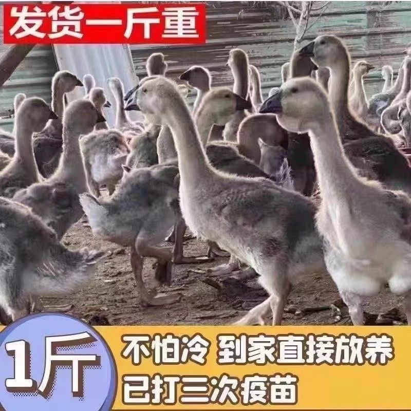 脱温1斤特大种灰鹅苗60天挂脖子满(1000送50)