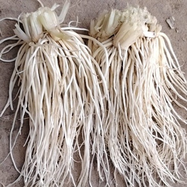 云南苤菜根大韭菜根撇菜根佤味鸡脚配料