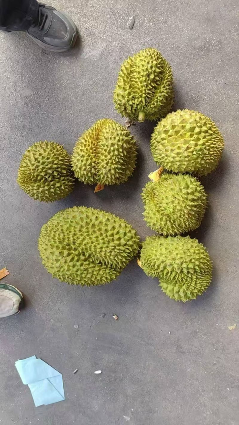 泰国金枕B果支持平台发货