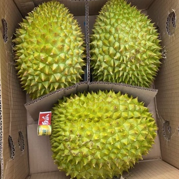 泰国金枕B果支持平台发货