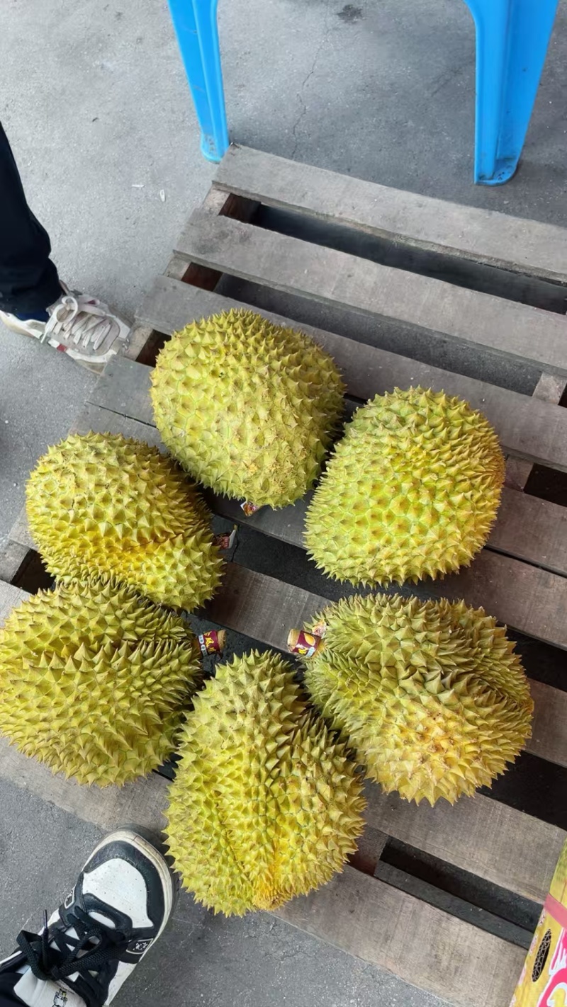 泰国金枕B果支持平台发货