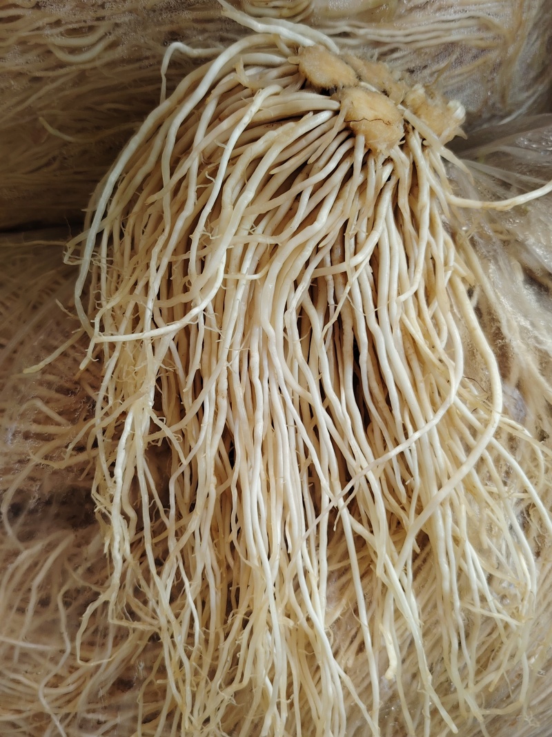 云南苤菜根大韭菜根撇菜根佤味鸡脚配料