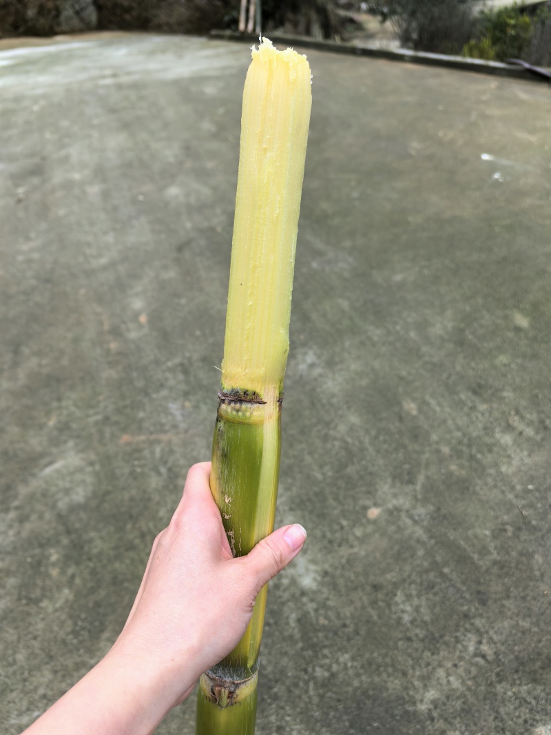青皮水果甘蔗