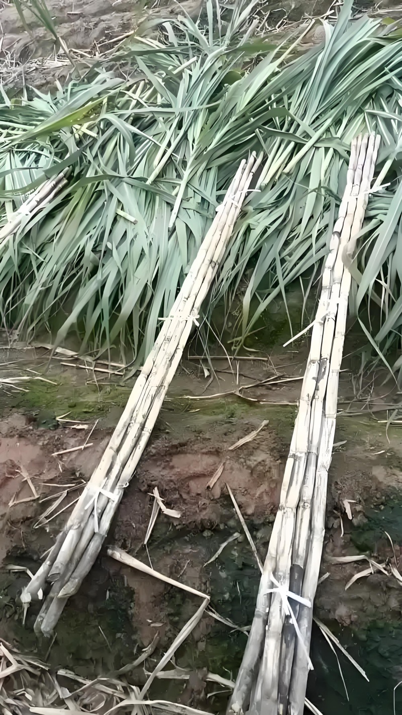 青皮水果甘蔗