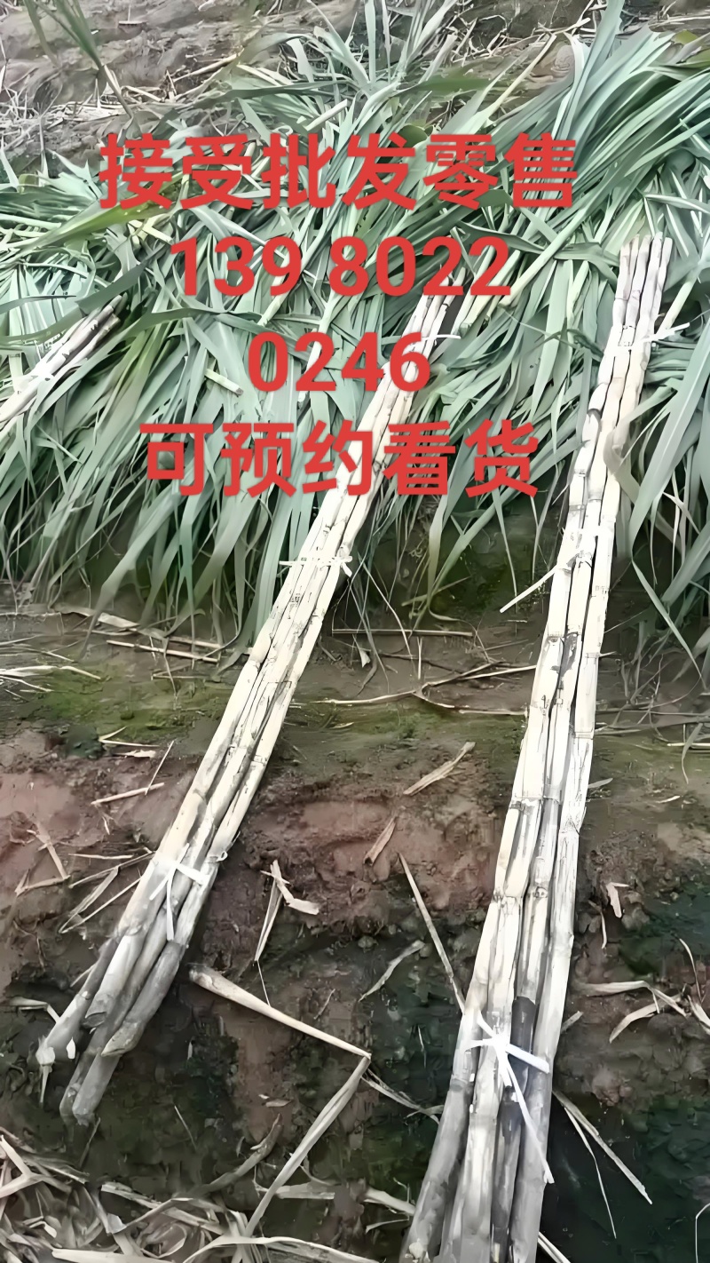 青皮水果甘蔗