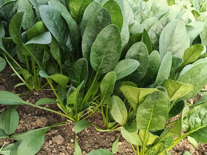 江苏精品菠菜/量大价优/可视频看货/欢迎咨询