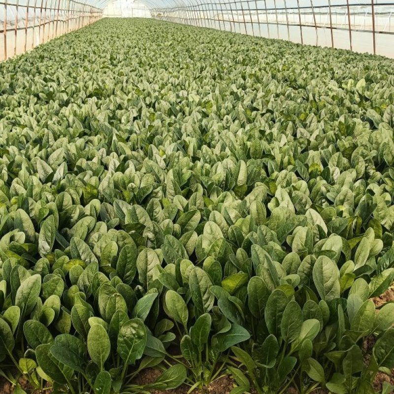 江苏精品菠菜/量大价优/可视频看货/欢迎咨询