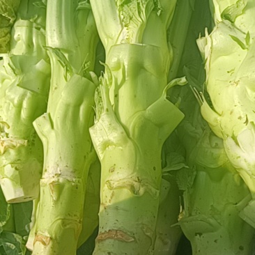 棒棒菜