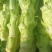 棒棒菜