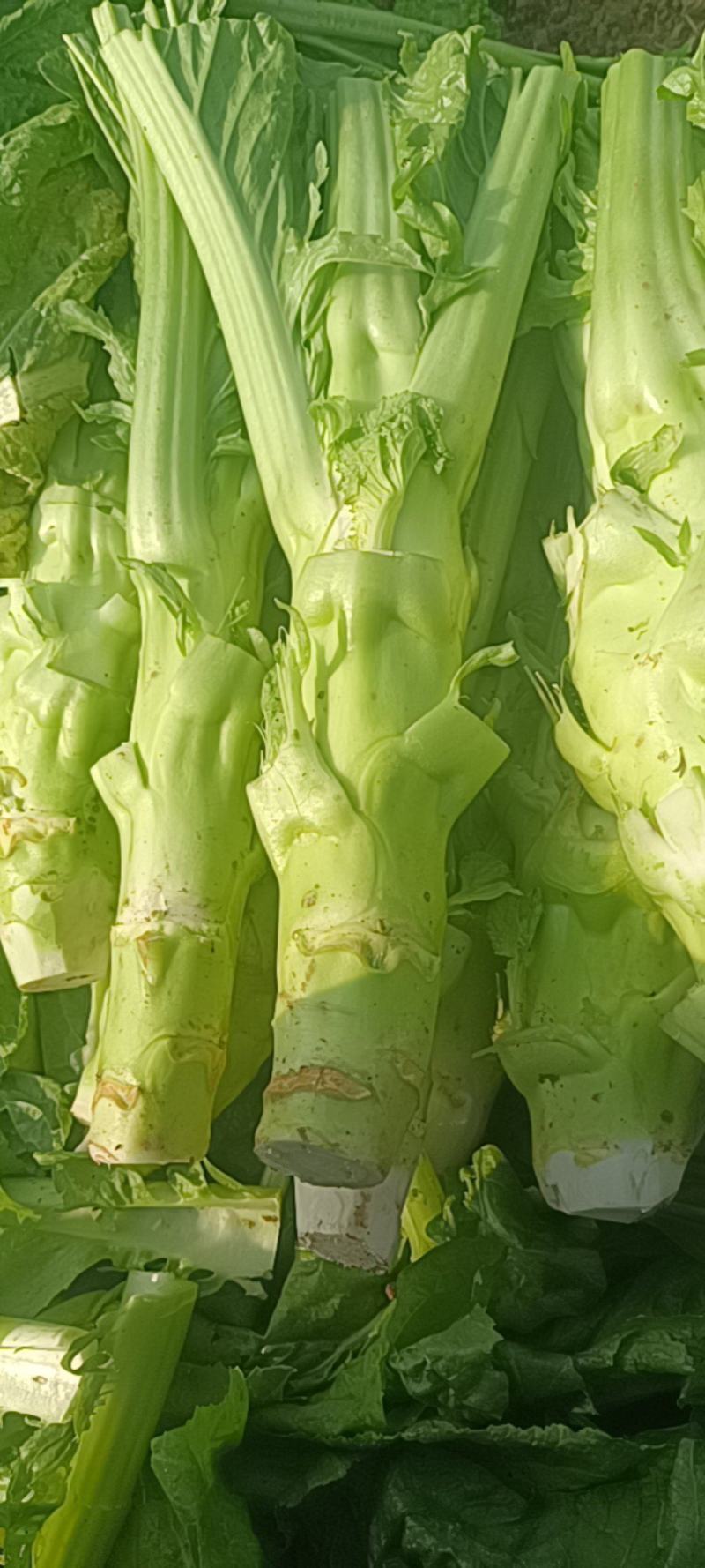 棒棒菜