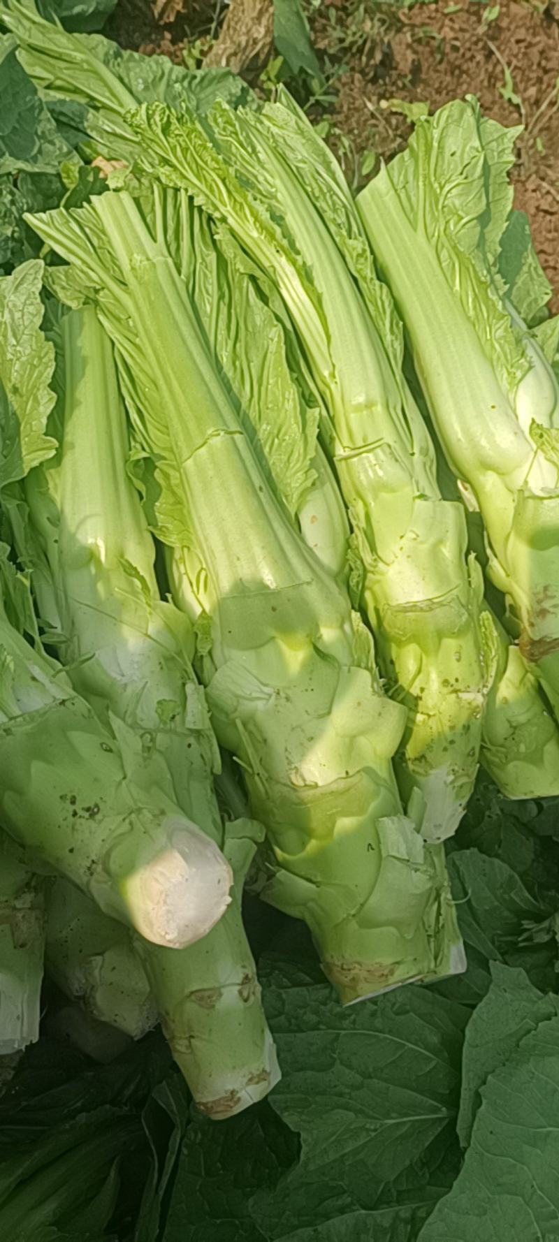 棒棒菜