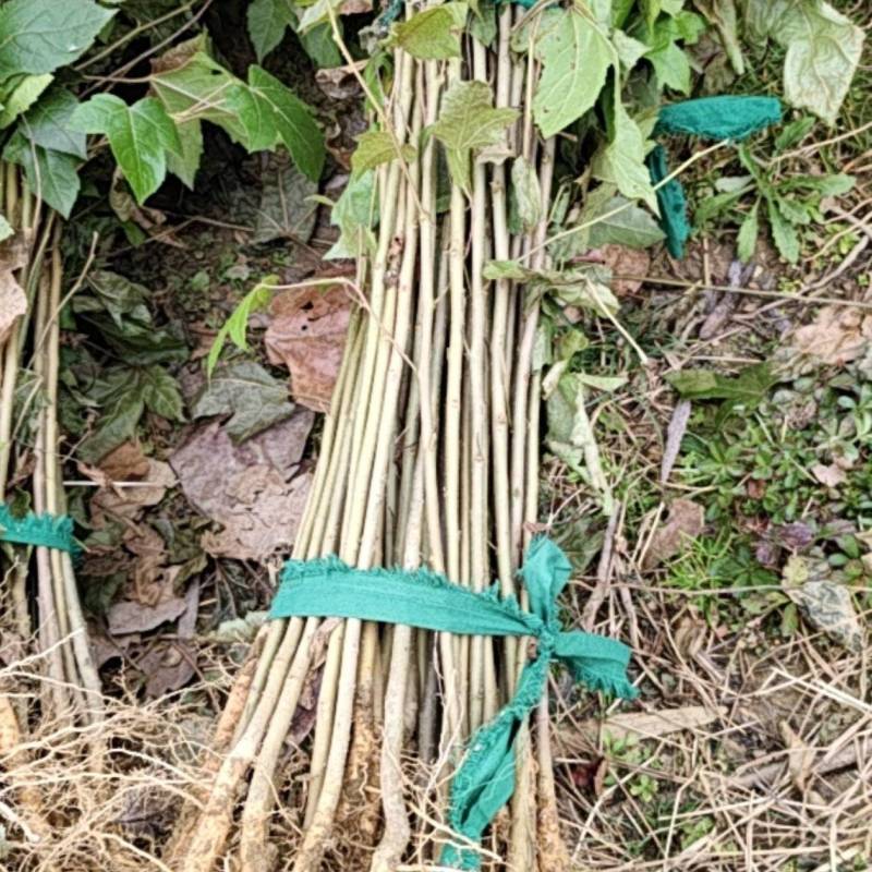 枫香苗