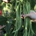 金玉传奇小金豆种子加长版高产无筋肉厚豆角种籽春秋播种架豆