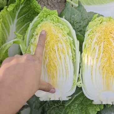 黄心娃娃菜，大娃娃菜毛菜量大