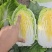 黄心娃娃菜，大娃娃菜毛菜量大