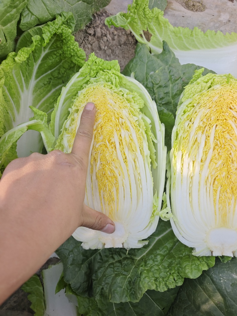 黄心娃娃菜，大娃娃菜毛菜量大