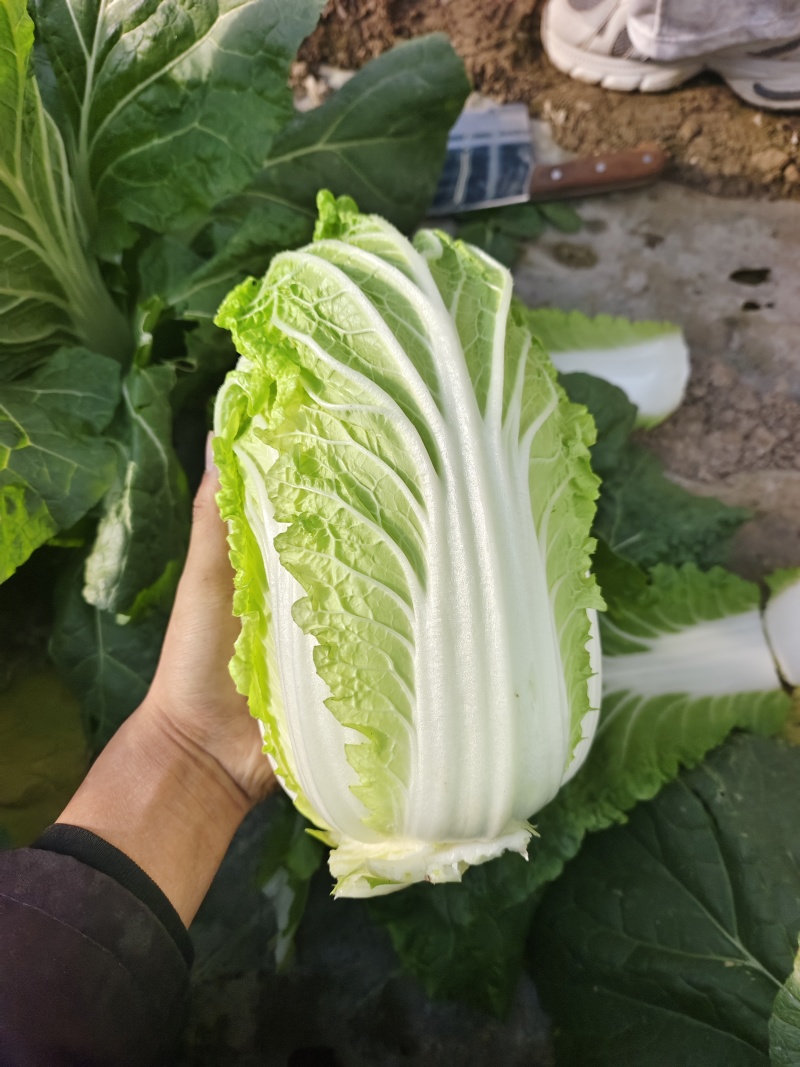 黄心娃娃菜，大娃娃菜毛菜量大
