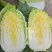 黄心娃娃菜，大娃娃菜毛菜量大