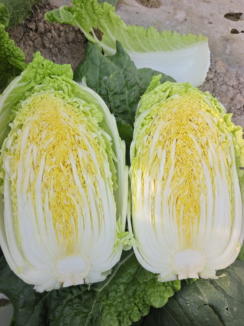 黄心娃娃菜，大娃娃菜毛菜量大