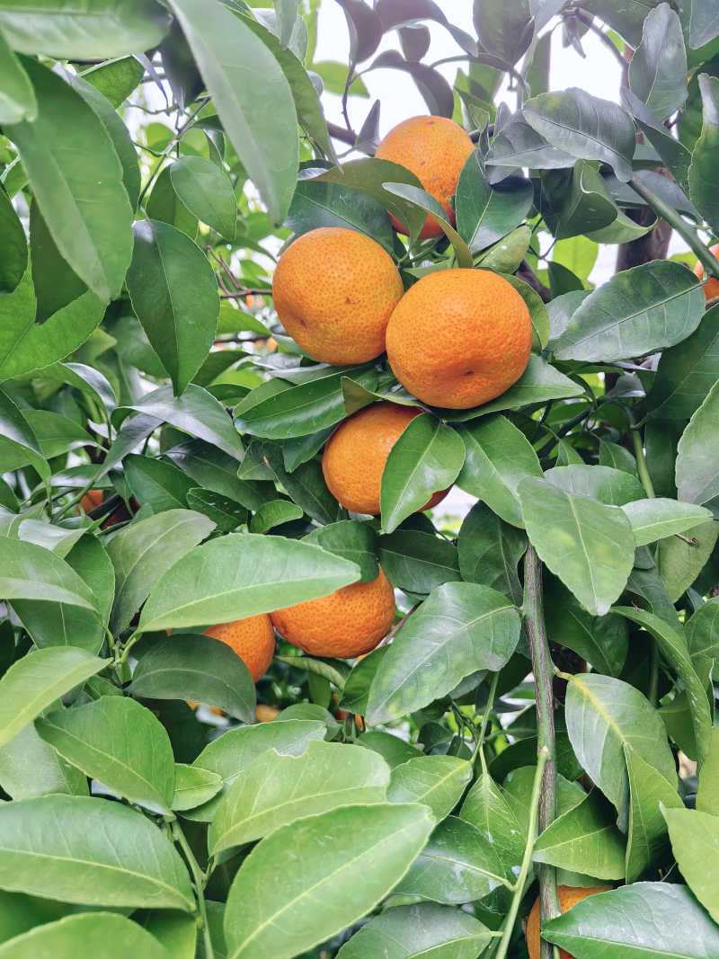四川精品正宗沙糖桔大量上市品质保证量大从优一手货源