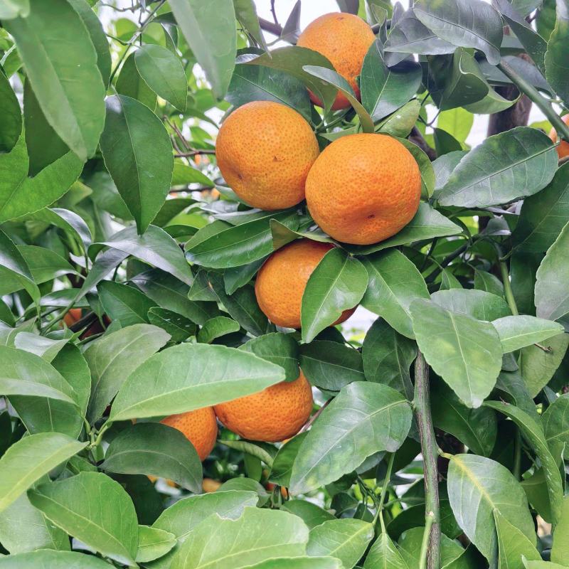 精品沙糖桔大量上市品质保证量大从优一手货源欢迎联