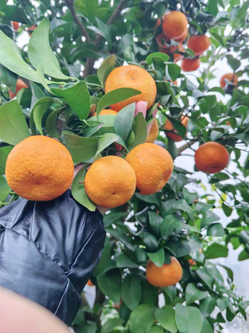 精品沙糖桔大量上市品质保证量大从优一手货源欢迎联