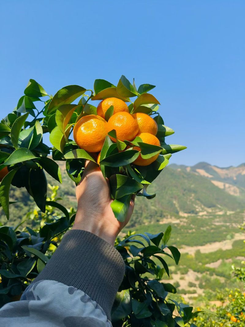 广西百色西林沙糖桔大量整车发货全国各地