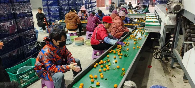广西百色西林沙糖桔大量整车发货全国各地