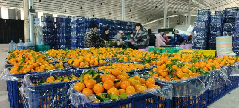 广西百色西林沙糖桔大量整车发货全国各地