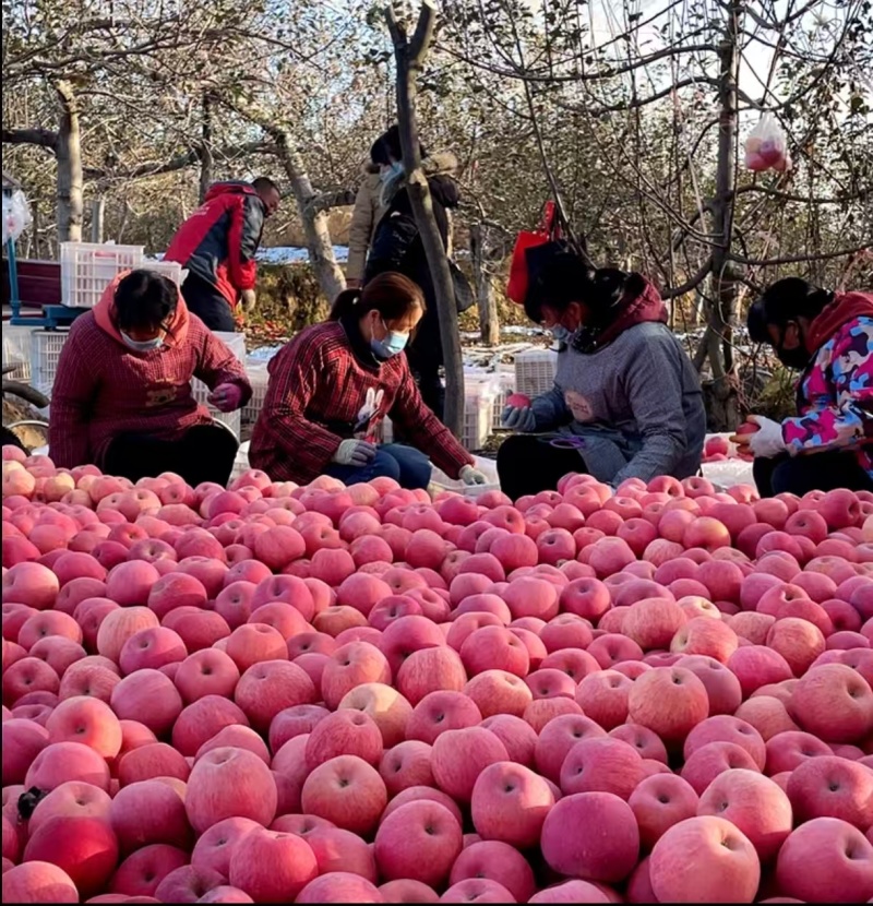 纸袋红富士苹果皮薄多汁产地直采一手货源全国通发
