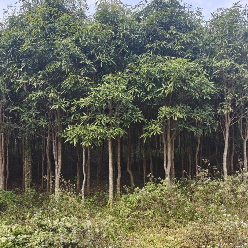 大量风景树出售，现有数量10000棵以上，量大价优