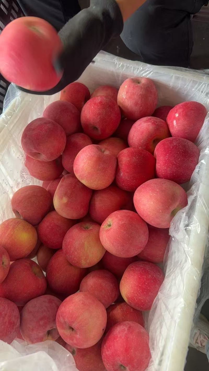 【精品红富士】品质保证大量现货量大从优供应各大市场
