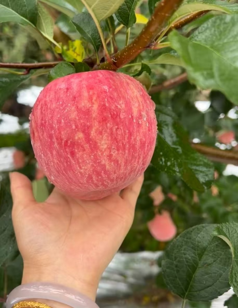 【精品红富士】品质保证大量现货量大从优供应各大市场