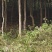 大量风景树出售，现有数量10000棵以上，量大价优