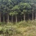 大量风景树出售，现有数量10000棵以上，量大价优